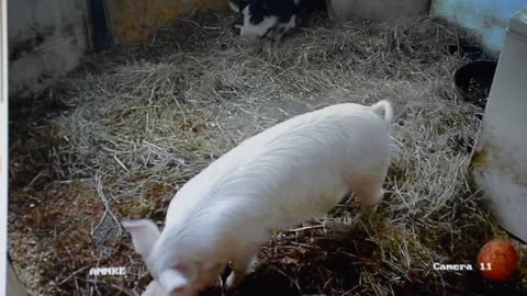 2 Piglets, 1 box