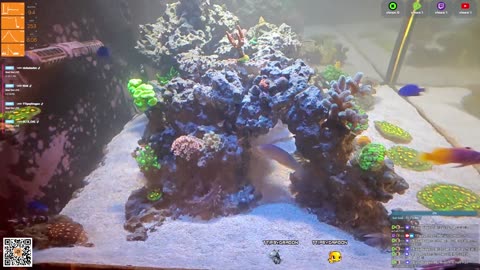 24/7 Real Live Reef Stream