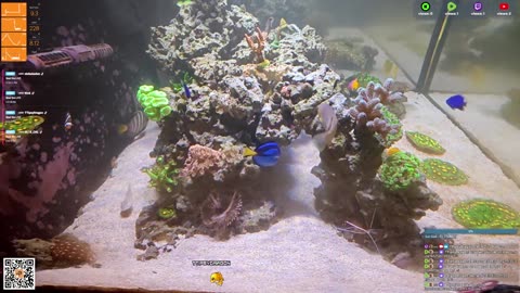 24/7 Real Live Reef Stream
