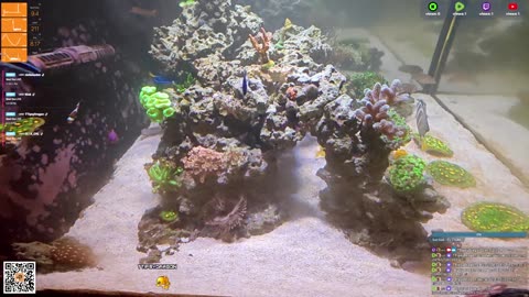 24/7 Real Live Reef Stream