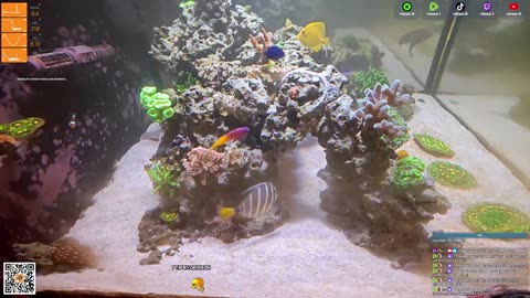 24/7 Real Live Reef Stream