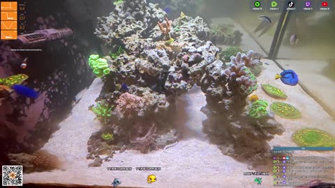 24/7 Real Live Reef Stream