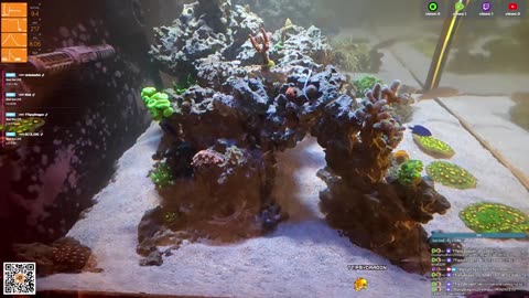 24/7 Real Live Reef Stream