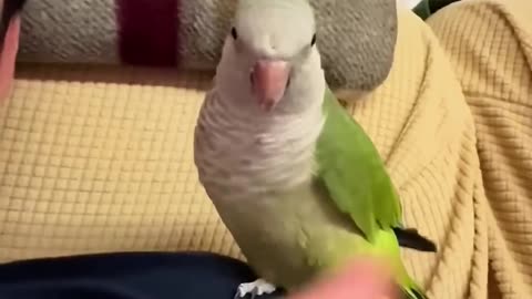 Parrot_impersonation_show_🤣🤣_#funnyshorts_#funny_#funnyanimals_#pets_#fyp_#foryou_#cute_#parrot
