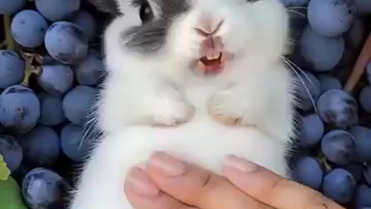 This Cute Little Rabbit 🐇 Loves to Laugh While Being Petted #cuterabbit #aigenerated #cutepet