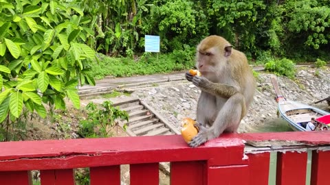 Meeting a Monkey on the Bridge in Krabi, Thailand | Unexpected Encounter