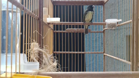 BIRD PAPA CAPIM TUI TUI ZERO ZERO