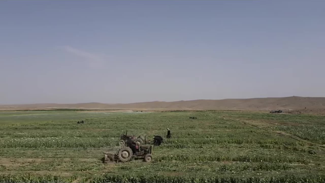 Massive Poppy Eradication Operation in Balochistan: Fighting Drug Cultivation in Toba Kakri
