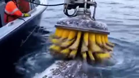 Whale Wash