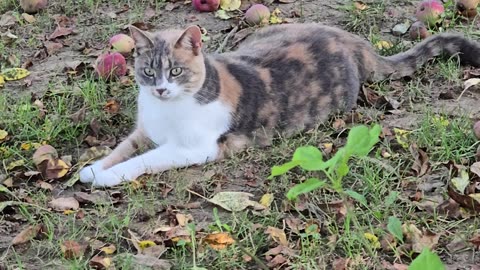 Miss Kitty.
