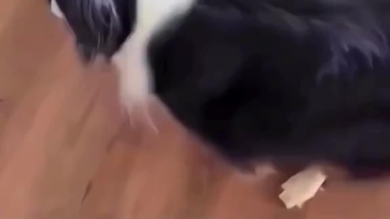 FUNNY ANIMAL COMPILATIONS - PART 18