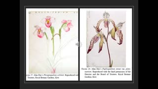 Agri Art 7 Lady Slipper Art