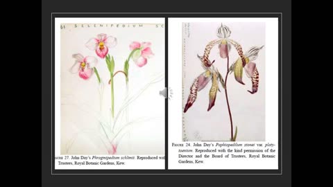 Agri Art 7 Lady Slipper Art