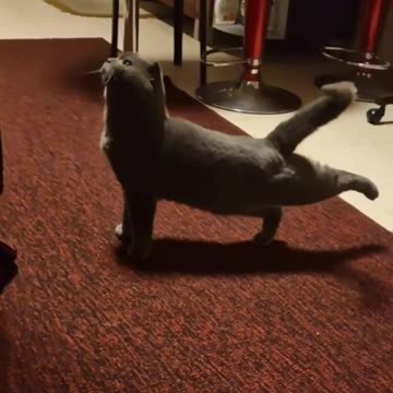 Ballerina the cat 😊