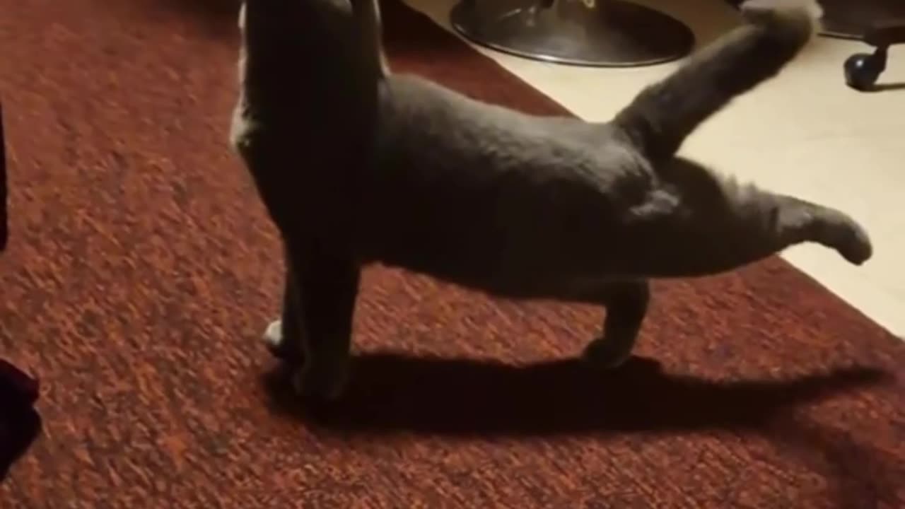 Ballerina the cat 😊