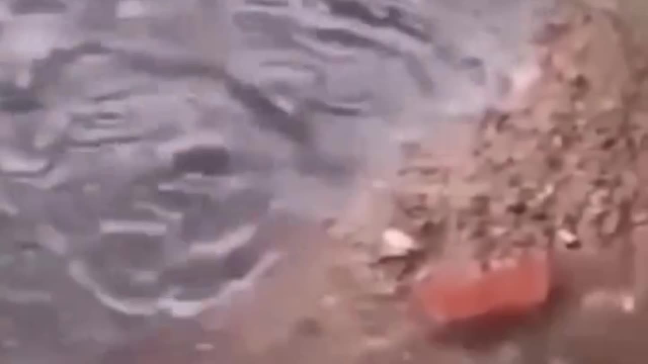 Wow..😲 saving her babies from flood 🥺🥺🥺🥺🥺