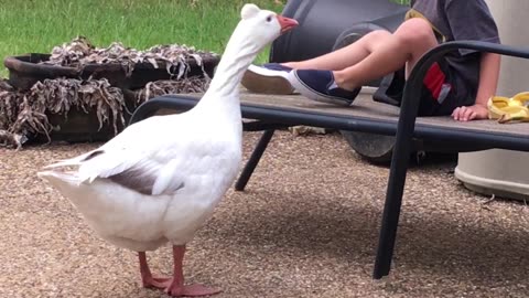 Teasing Goose Gives Kisses