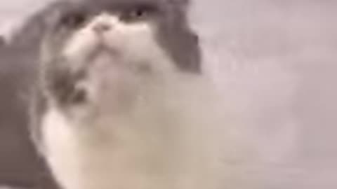 Wow Gread Top Amazing Cat Walk cute lovely shorts