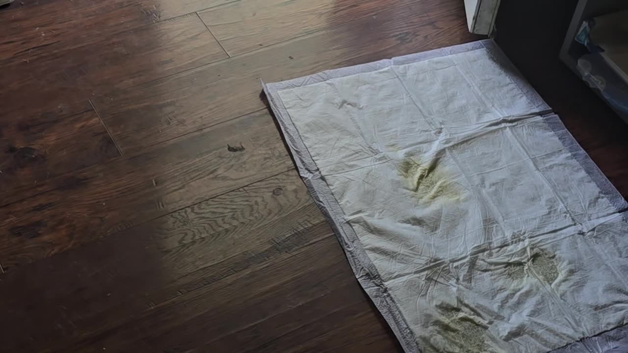 Puppies fight tiger