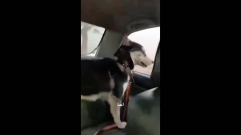 Funniest Animals 🐧12
