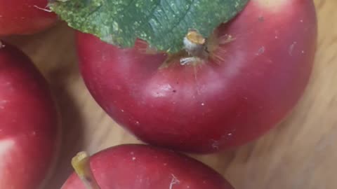 Foraging wild organic apples