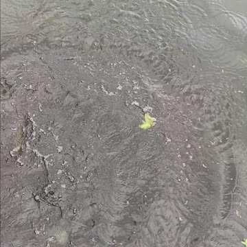 Personal best Bullhead catfish