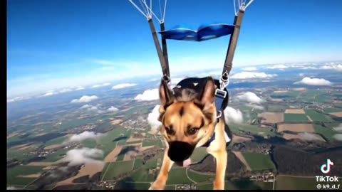 🔥🔥🔥 Wow! The first K9 officer to skydive, all on his handler’s command,