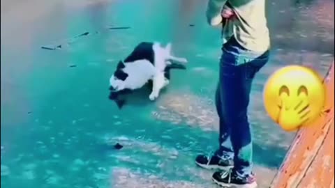 Funny Animal Videos