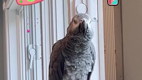 parrot sings happy birthday to himself 😂🦜🎉 funniest birthday ever