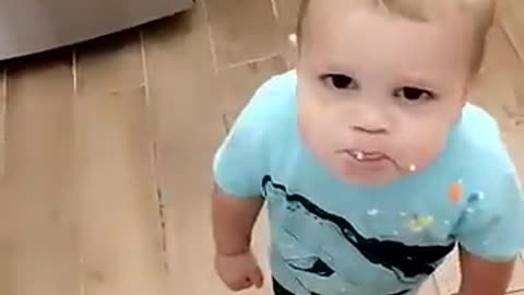 Funny Animal Videos