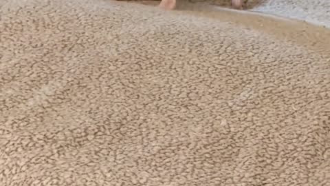 🐶🐕 You Won't Believe This Dog's Control Over a Tiny Chihuahua! | FunFM