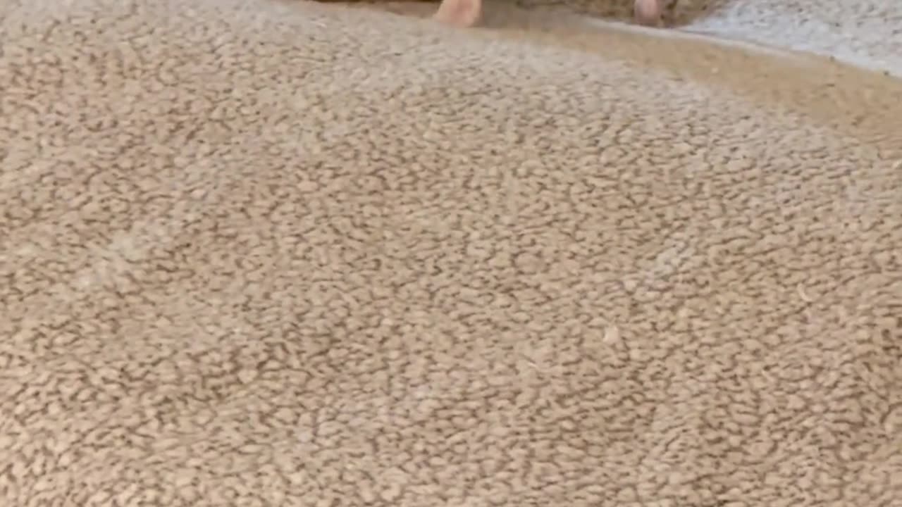 πΆπ You Won't Believe This Dog's Control Over a Tiny Chihuahua! | FunFM