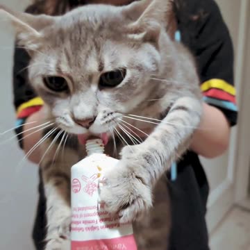Cute cat enjoying the sweet toothpaste and making me smile nonstop