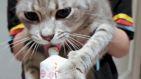 Cute cat enjoying the sweet toothpaste and making me smile nonstop