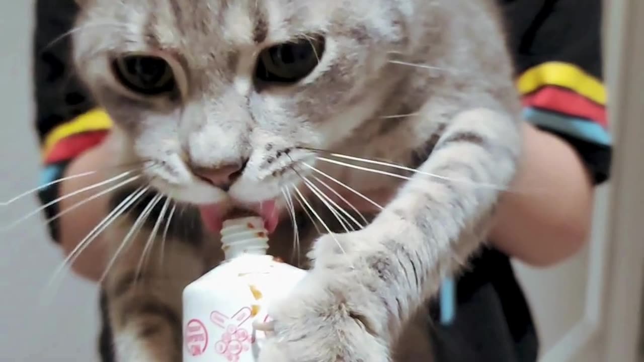 Cute cat enjoying the sweet toothpaste and making me smile nonstop