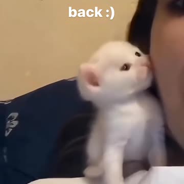 Funny Cat Videos 🤣🤣🤣