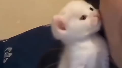 Funny Cat Videos 🤣🤣🤣