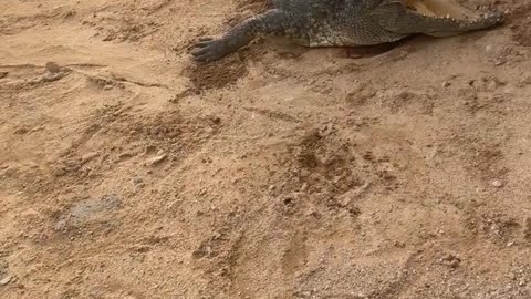 A shovel conquers the world