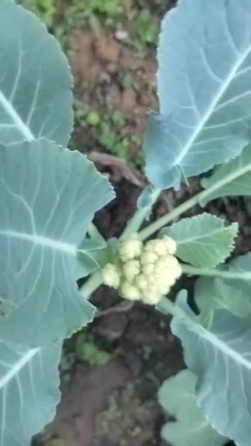 Growing Cauliflower in My Farm | From Seed to Harvest 🥦