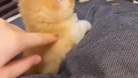 animals