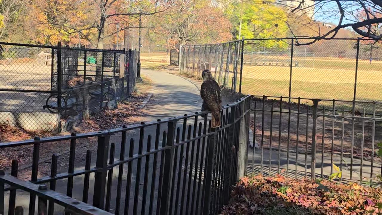 Red-Tailed Hawk Carrying a Pigeon
