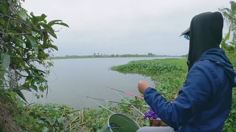 Shrimp Seine Fishing in River Grass Beds