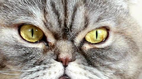 This Cat Is Basically a Cartoon Come to Life 😸🎬 Too Cute to Handle!