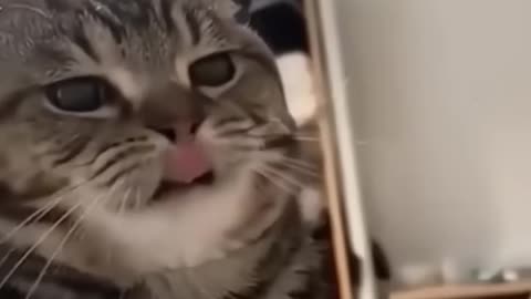 Funny Cat Fails catfails
