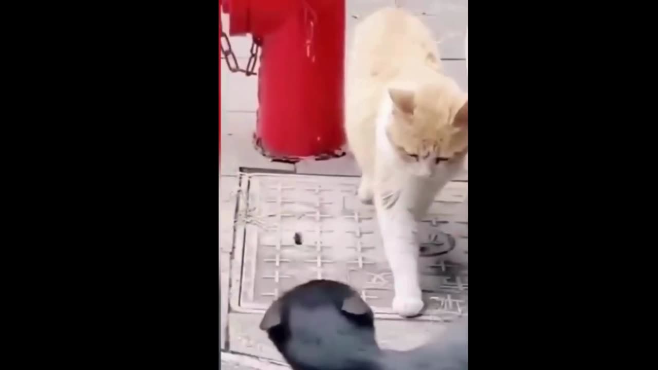 Cutest & Funniest Animal Reactions Caught on Camera