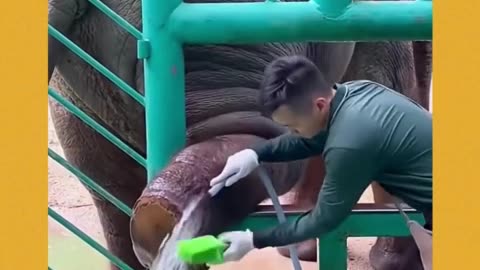I love watching people show care and love to these animals 🐾💖