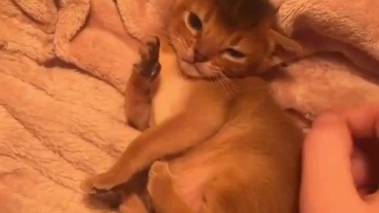 STAAAAWP !!