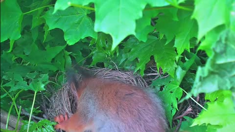 A squirrel 🐿 looks into a blackbird's nest 🥚🐦