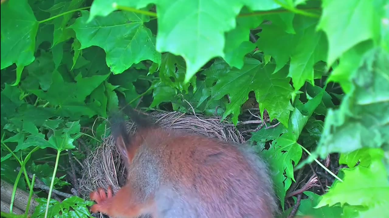 A squirrel 🐿 looks into a blackbird's nest 🥚🐦