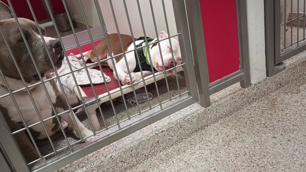Marnie-naps 6y A853771 Blue 5y A779184 kennel 115 PACC shelter Marnie's groovy with all20250716805